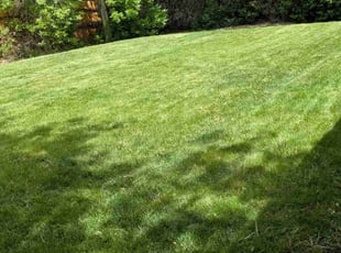 Bejel Q.'s grass maintenance service result