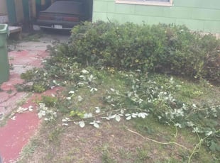 Holly J.'s Bush Trimming service result