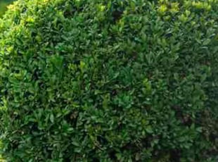 Lavonne W.'s Bush Trimming service result