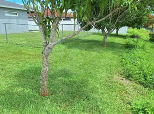 Benjamin T.'s lawn care services service result