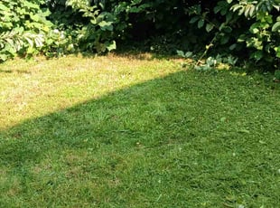 Gerilyn C.'s grass maintenance service result