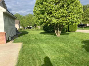 Steve H.'s lawn maintenance service result