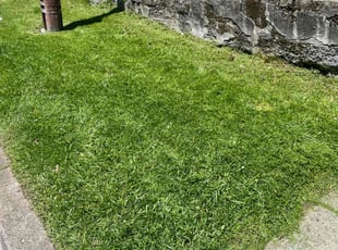Alexander B.'s lawn maintenance service result