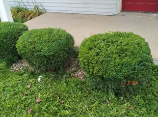 Christian A.'s Bush Trimming service result
