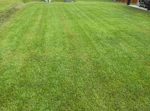 Latrice T.'s grass cutting service result