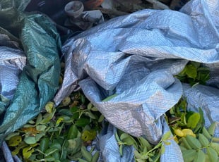 Greg B.'s Bush Trimming service result