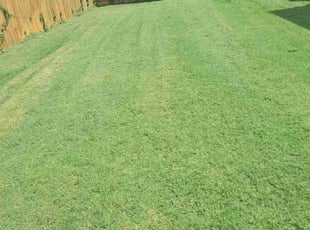 Travis H.'s lawn service service result