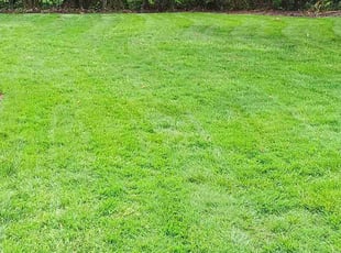 Madeline F.'s lawn care services service result