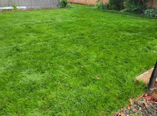 Estefania M.'s grass cutting service result