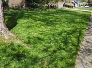 John H.'s Long Grass Cleanup service result