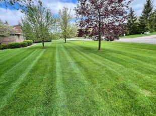 Catherine M.'s turf care service result