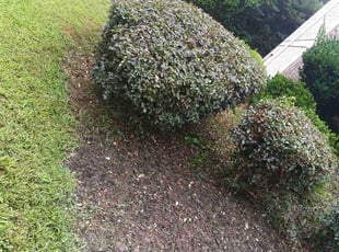 Nancy C.'s Bush Trimming service result