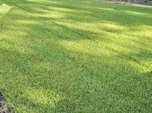 Joanne Z.'s lawn care services service result