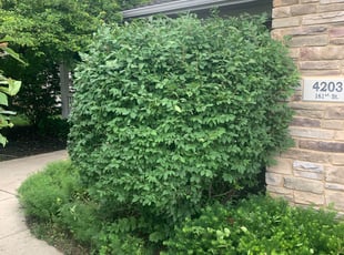 Anthony E.'s Bush Trimming service result