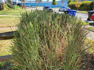 Stephyn P.'s Bush Trimming service result