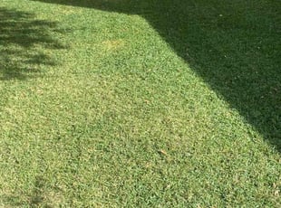 Rachel C.'s grass cutting service result