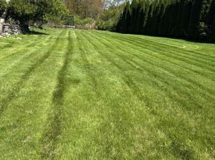 Rodrick M.'s turf maintenance service result