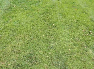 Jasmin A.'s turf maintenance service result