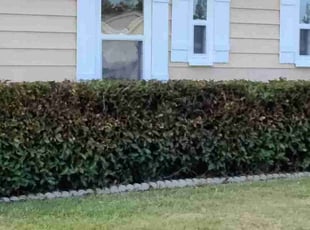 Shannon R.'s lawn service service result