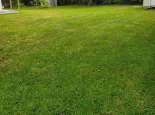 Talia P.'s lawn care service result