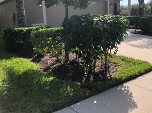 Cierra G.'s Bush Trimming service result