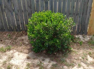 Molly G.'s Bush Trimming service result