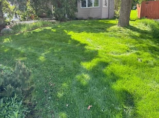 Andrew H.'s grass cutting service result