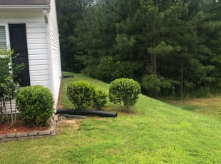 Anne D.'s Bush Trimming service result