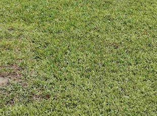 Ryan S.'s turf care service result
