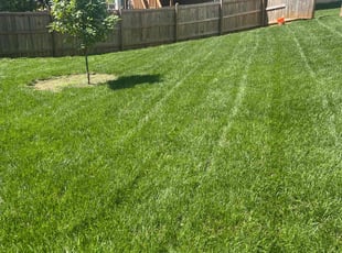 Freddie H.'s grass maintenance service result