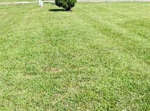 Rick B.'s lawn service service result