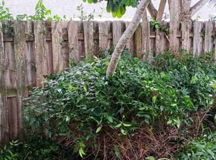 Fiona S.'s Bush Trimming service result