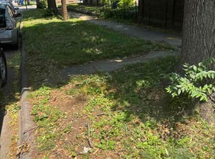 Lauryn T.'s turf maintenance service result