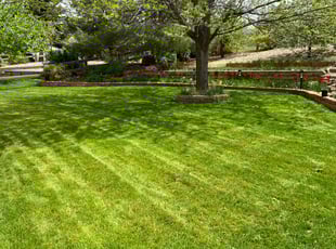 Anita W.'s turf care service result