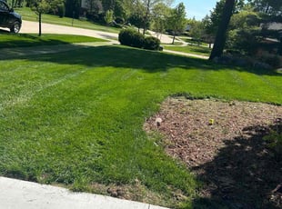 Jean S.'s grass maintenance service result