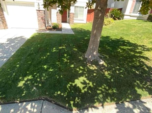 Jessica N.'s turf maintenance service result