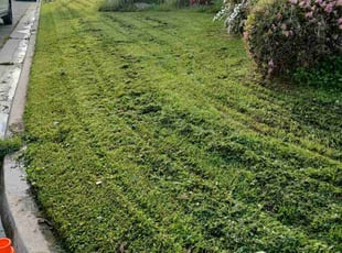 Diane P.'s lawn care services service result