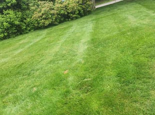 Robert Y.'s lawn maintenance service result