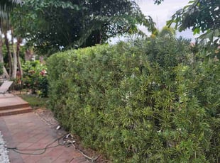 Sam H.'s Bush Trimming service result