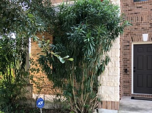 Joe H.'s Bush Trimming service result