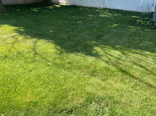 Michelle H.'s lawn care service result