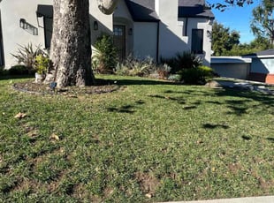 Aisha S.'s lawn maintenance service result