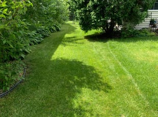 Diane B.'s grass maintenance service result