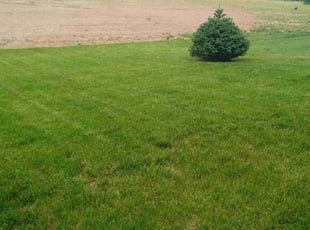 Estella A.'s turf care service result