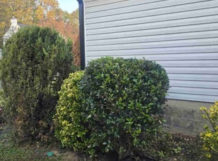 Phillip B.'s Bush Trimming service result