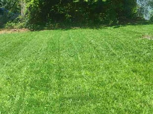 Kaitlin A.'s lawn care service result