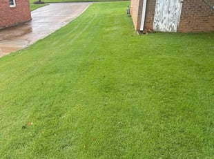 Terri S.'s grass maintenance service result