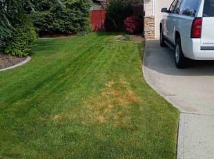 Steven P.'s grass cutting service result