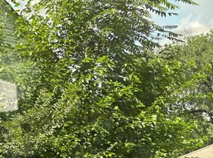 Adrienne R.'s Bush Trimming service result
