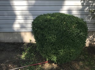 Susan B.'s Bush Trimming service result